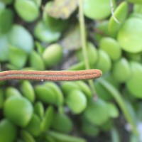 Pyrrosia heterophylla  (L.) M.G.Price